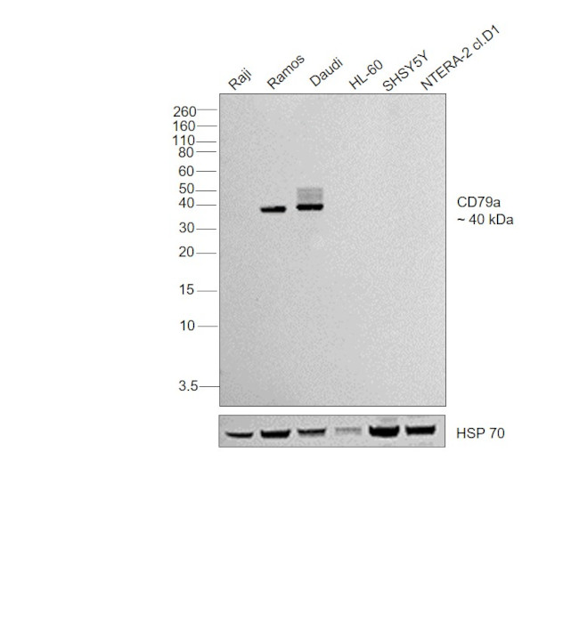 CD79a Antibody