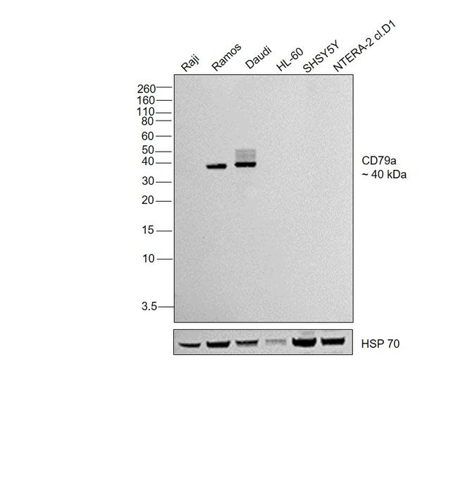 CD79a Antibody in Western Blot (WB)