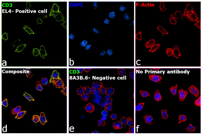 CD3 Antibody in Immunocytochemistry (ICC/IF)