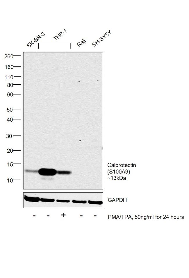 Calprotectin Antibody