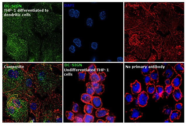 DC-SIGN Antibody in Immunocytochemistry (ICC/IF)