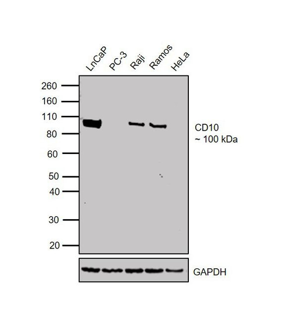 CD10 Antibody