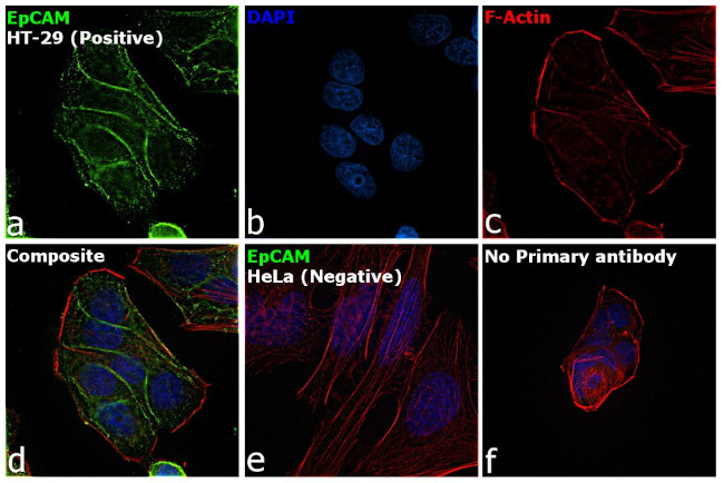 EpCAM Antibody in Immunocytochemistry (ICC/IF)