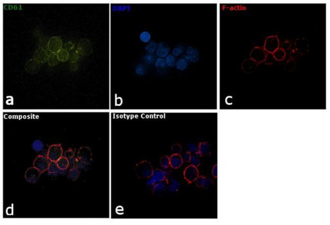 CD61 Antibody in Immunocytochemistry (ICC/IF)