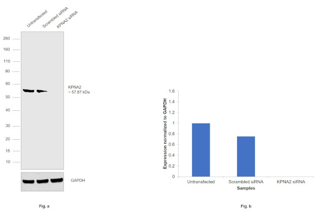 KPNA2 Antibody