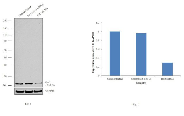 BID Antibody