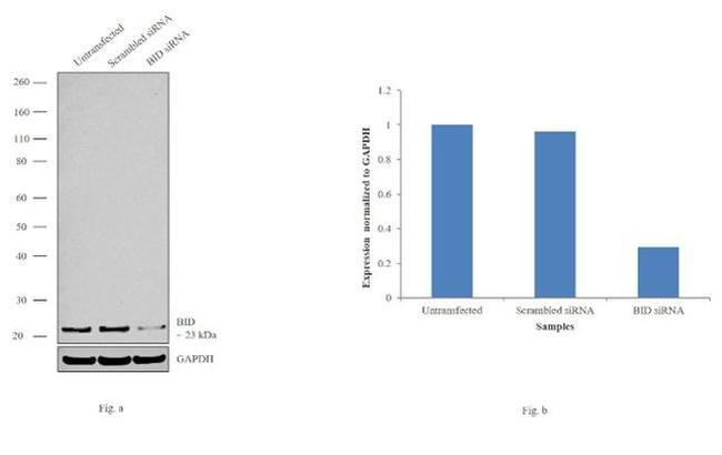 BID Antibody in Western Blot (WB)