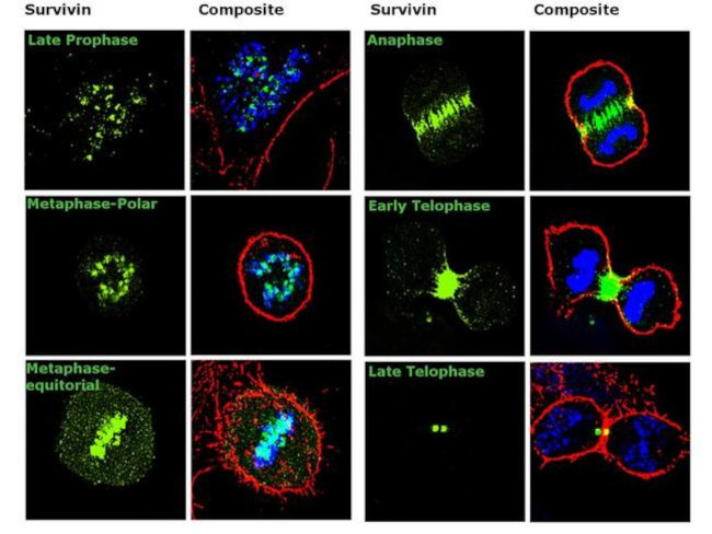 Survivin Antibody