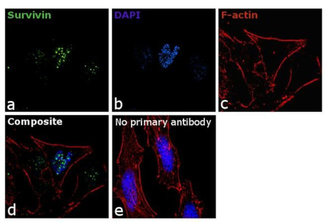 Survivin Antibody in Immunocytochemistry (ICC/IF)