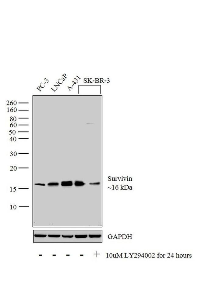 Survivin Antibody in Western Blot (WB)