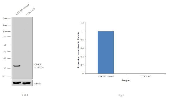 CDK5 Antibody in Western Blot (WB)