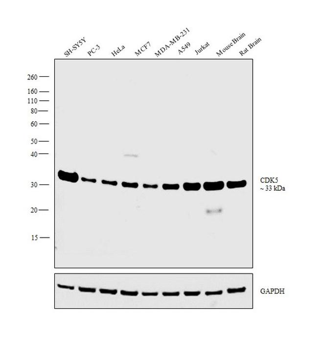 CDK5 Antibody in Western Blot (WB)