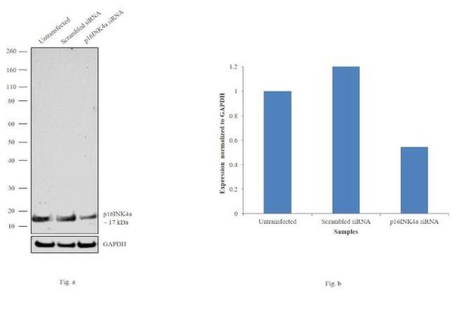 p16INK4a Antibody in Western Blot (WB)