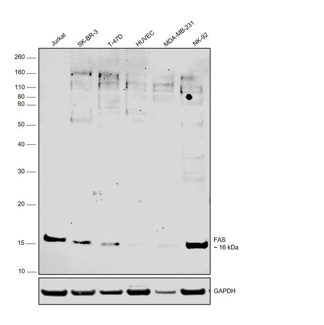 FAS Antibody in Western Blot (WB)