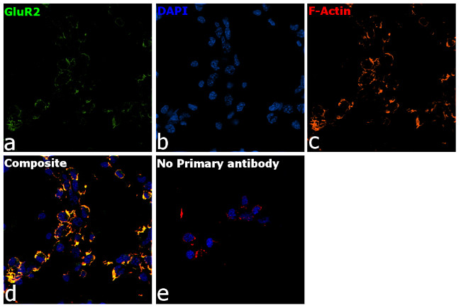 GluR2 Antibody in Immunocytochemistry (ICC/IF)