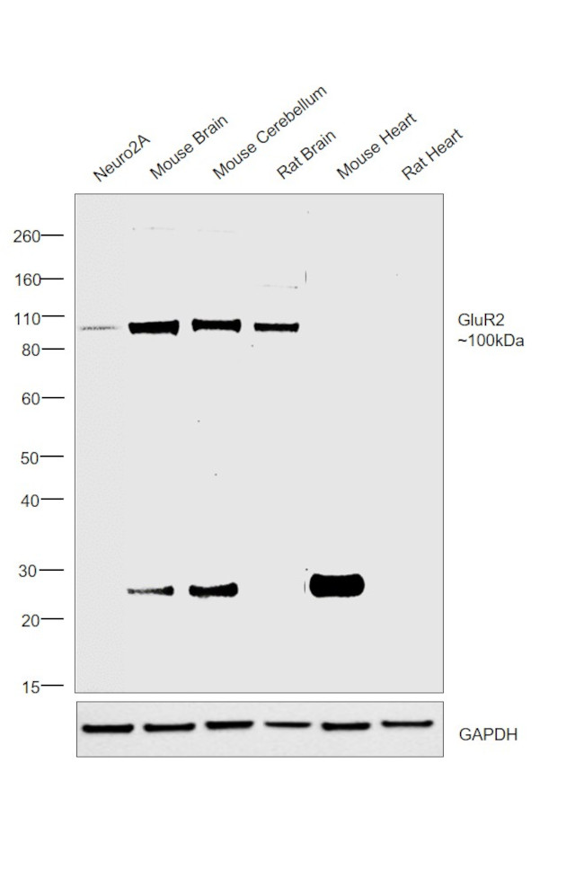 GluR2 Antibody