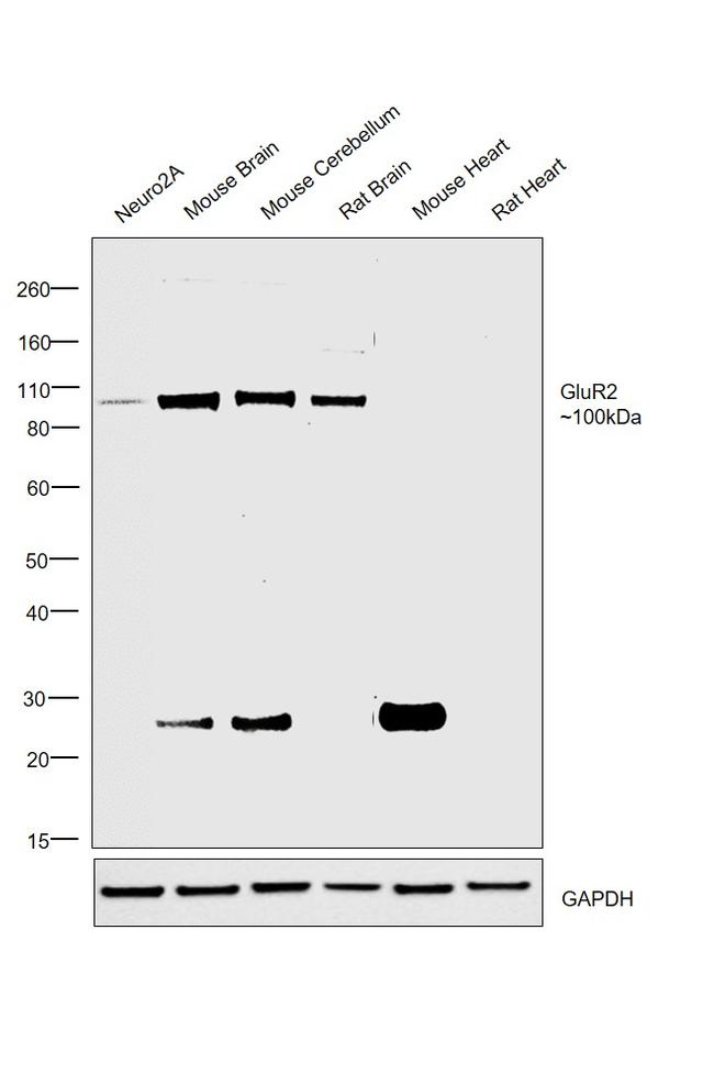 GluR2 Antibody in Western Blot (WB)