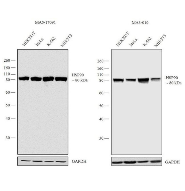 HSP90 alpha Antibody