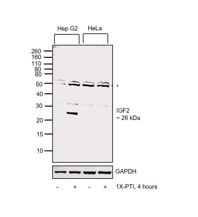 IGF2 Antibody in Western Blot (WB)