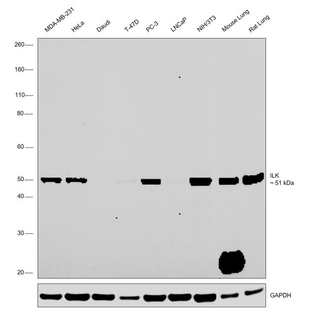 ILK Antibody in Western Blot (WB)