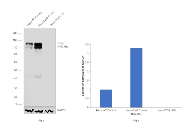 ITGB1 Antibody