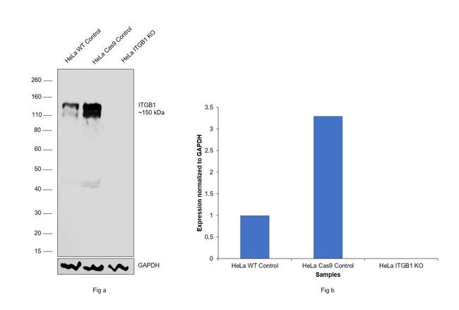 ITGB1 Antibody in Western Blot (WB)