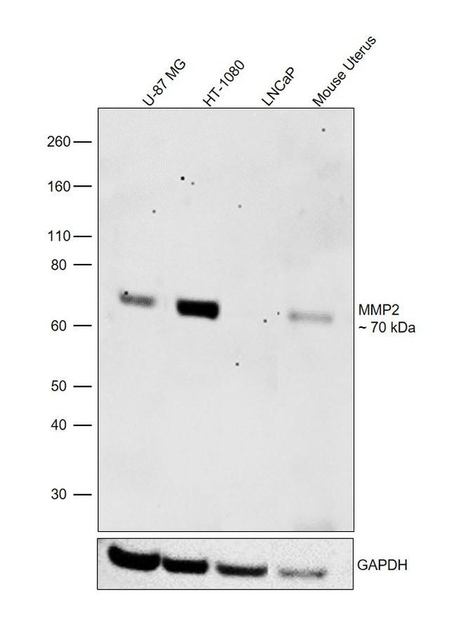 MMP2 Antibody in Western Blot (WB)