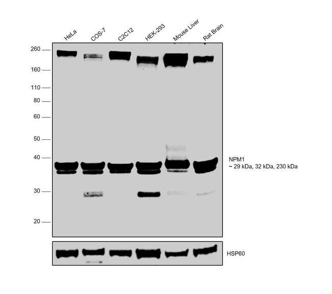 NPM1 Antibody in Western Blot (WB)