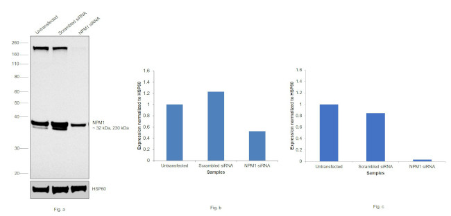 NPM1 Antibody