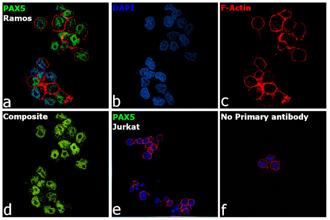 PAX5 Antibody