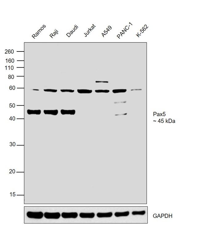 PAX5 Antibody in Western Blot (WB)