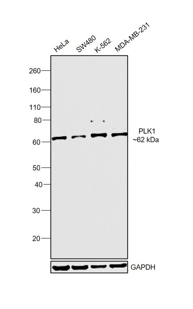 PLK1 Antibody in Western Blot (WB)