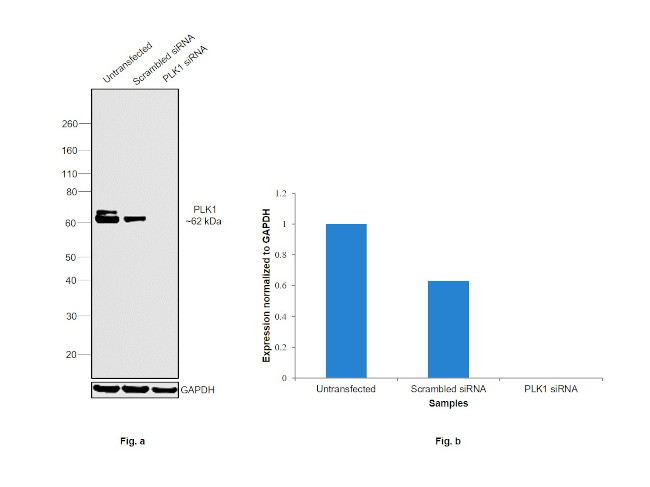 PLK1 Antibody