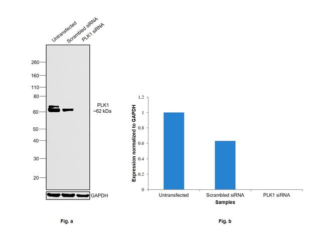 PLK1 Antibody in Western Blot (WB)