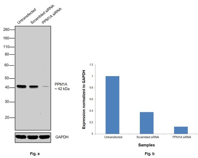 PPM1A Antibody in Western Blot (WB)