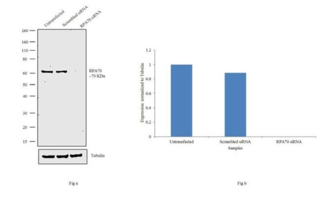 RPA70 Antibody