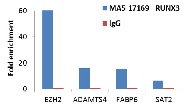 RUNX3 Antibody in ChIP Assay (ChIP)