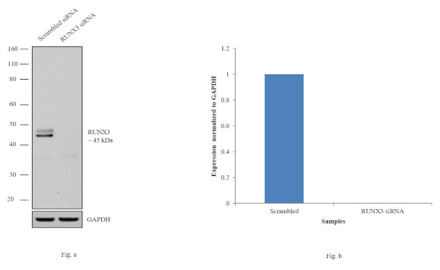 RUNX3 Antibody