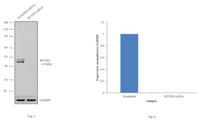 RUNX3 Antibody in Western Blot (WB)