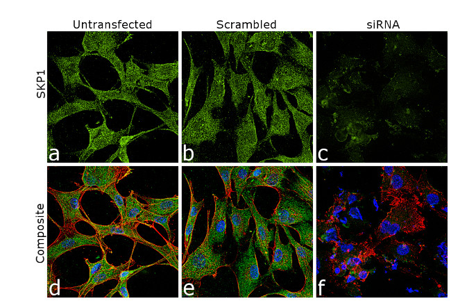 SKP1 Antibody in Immunocytochemistry (ICC/IF)