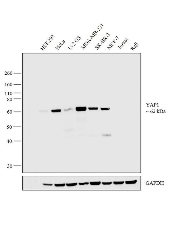 YAP1 Antibody in Western Blot (WB)