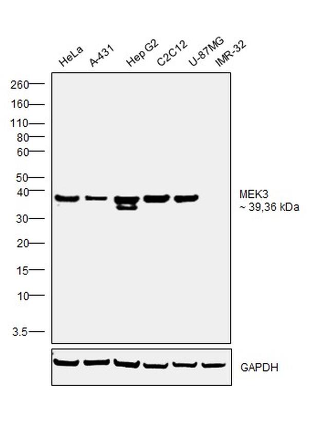 MEK3 Antibody in Western Blot (WB)