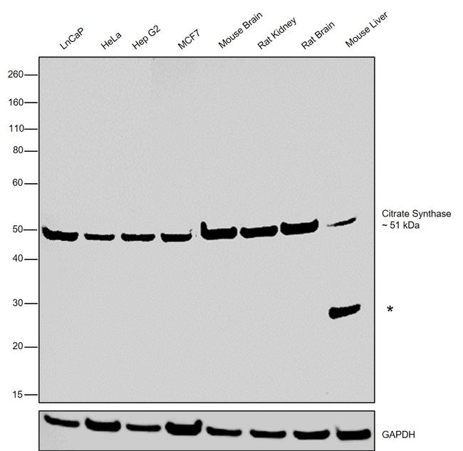 Citrate Synthase Antibody in Western Blot (WB)