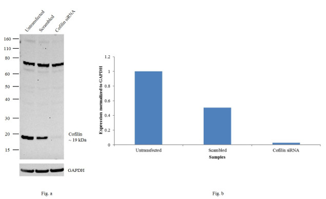 Cofilin Antibody