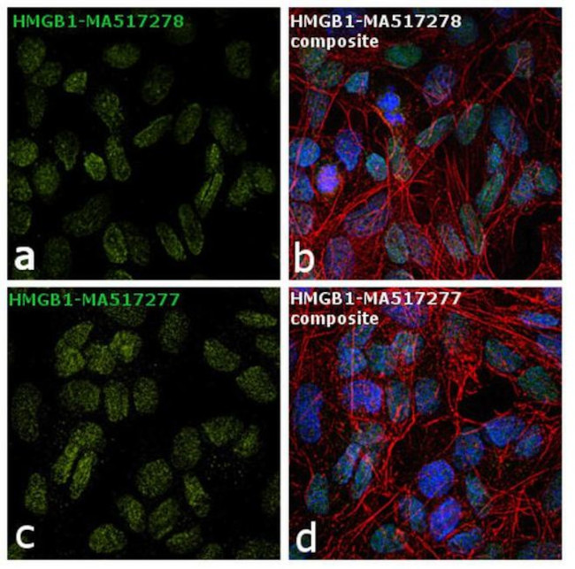 HMGB1 Antibody