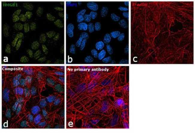 HMGB1 Antibody in Immunocytochemistry (ICC/IF)