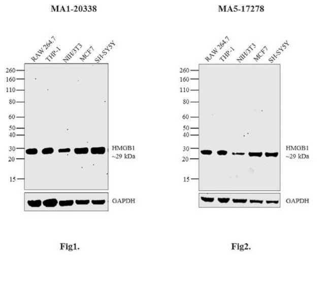 HMGB1 Antibody