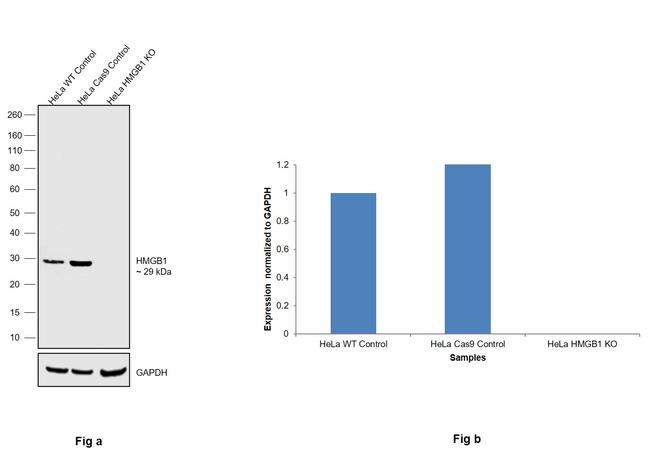 HMGB1 Antibody in Western Blot (WB)