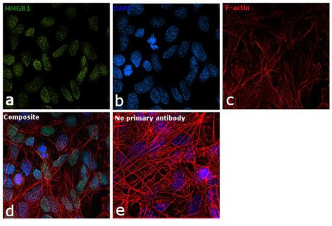 HMGB1 Antibody in Immunocytochemistry (ICC/IF)