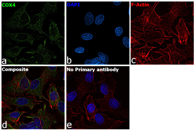 COX4 Antibody in Immunocytochemistry (ICC/IF)
